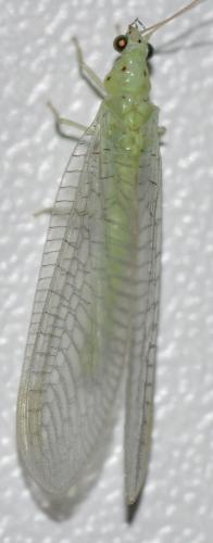 Apertochrysa prasina